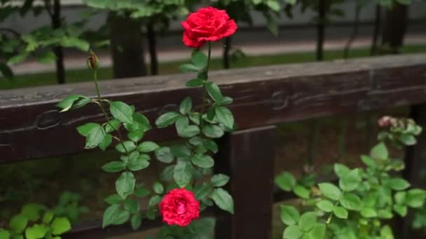 Τριαντάφυλλα Μεγαλώνουν Στον Κήπο — Αρχείο Βίντεο