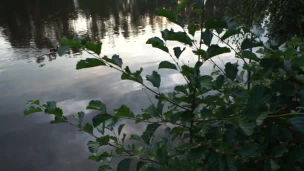 Lago Por Noche Bosque — Vídeos de Stock