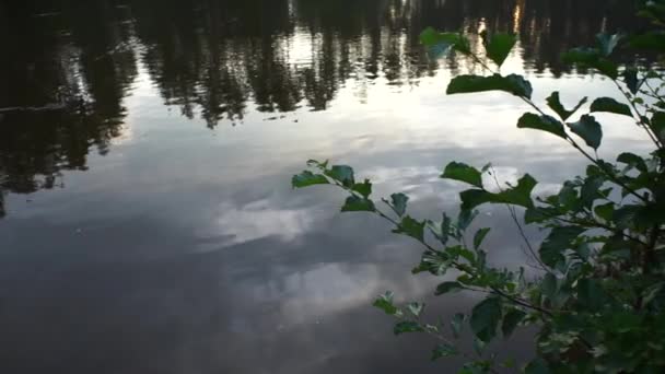 Lago Por Noche Bosque — Vídeos de Stock