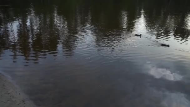 lac en soirée dans la forêt 