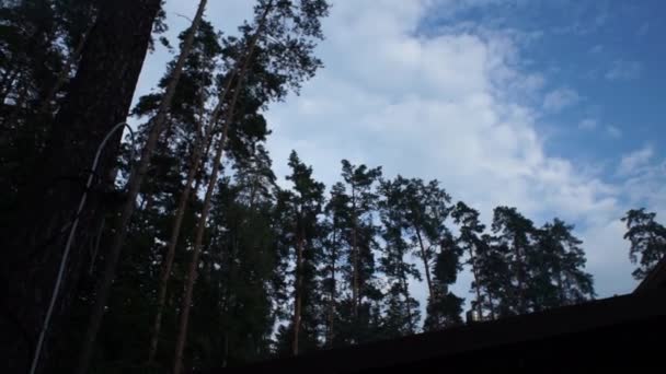 Blauer Himmel Auf Dem Hintergrund Des Waldes — Stockvideo