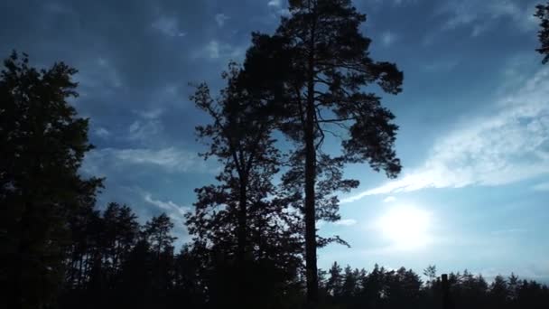 Голубое Небо Фоне Леса — стоковое видео
