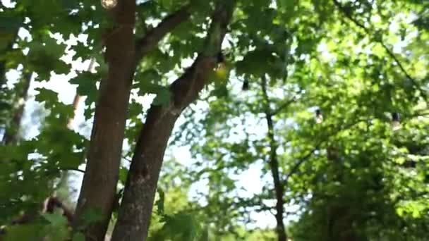 ampoules sur les arbres dans la forêt 
