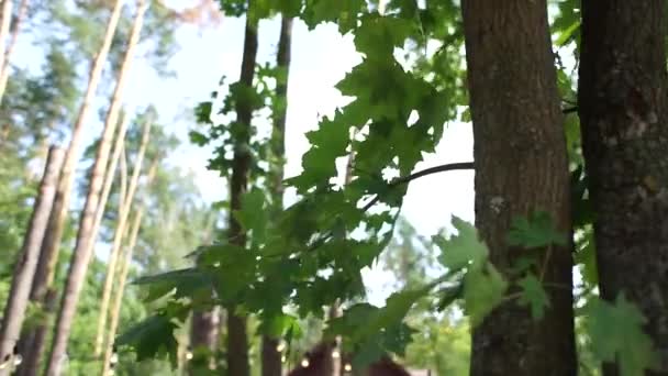 ampoules sur les arbres dans la forêt 