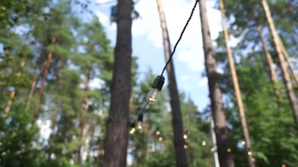 Лампочки Деревах Лісі — стокове відео