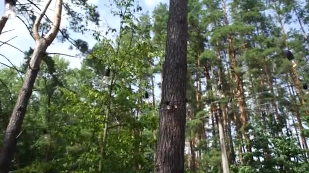 Glödlampor Träd Skogen — Stockvideo