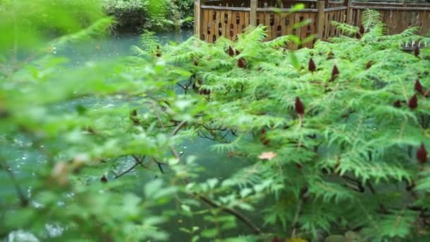 Gazebo Lago Bosque — Vídeos de Stock