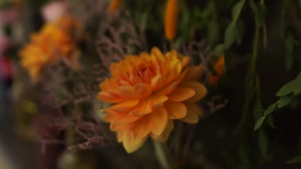 Fiore Crepuscolo Giallo — Video Stock