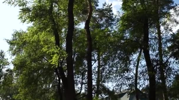 Δέντρα Που Ταλαντεύονται Στον Αέρα — Αρχείο Βίντεο