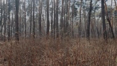 çalılı bahar çamı ormanı