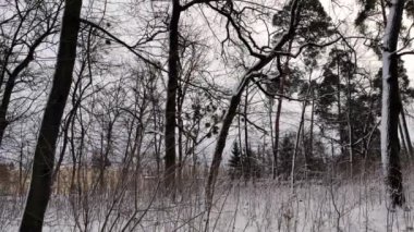 Ormanda kışın ağaçlar