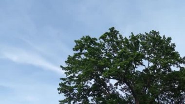 Mavi gökyüzünün arkaplanındaki ağaç