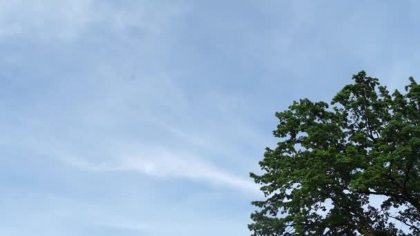 青い空を背景にした木 — ストック動画