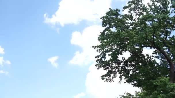 Gökyüzü Arka Planında Yeşil Ağaç — Stok video