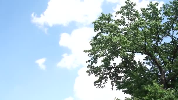 Πράσινο Δέντρο Στο Φόντο Του Ουρανού — Αρχείο Βίντεο