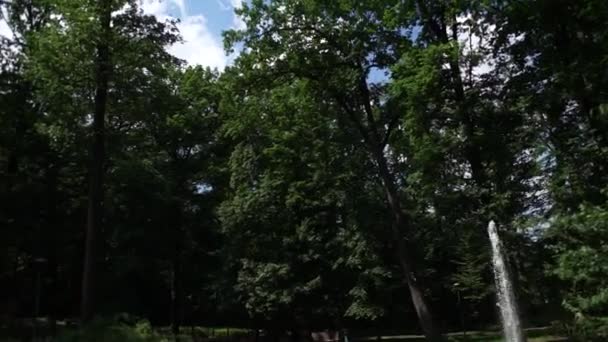 Arbres Verts Contre Ciel — Video