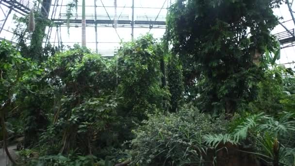 在温室里的树叶和棕榈树 — 图库视频影像