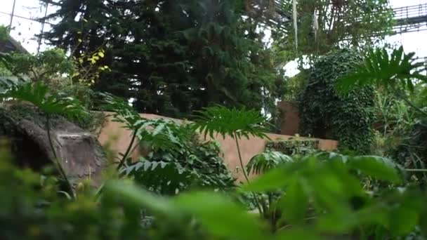ヤシの木や太陽の鋳物の温室 — ストック動画