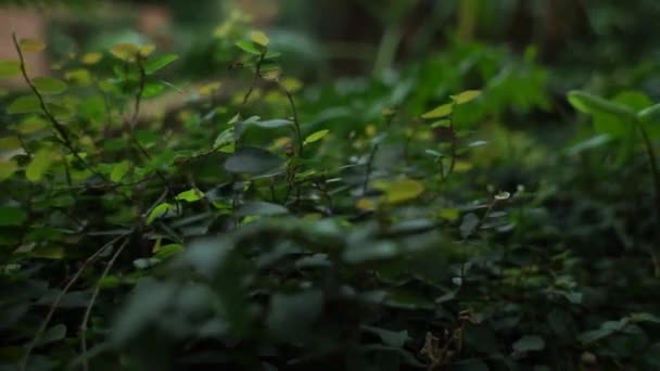 serre avec palmiers et moulages de soleil 