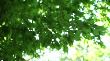 Ağaç yaprakları bahçeye yakın duruyor.