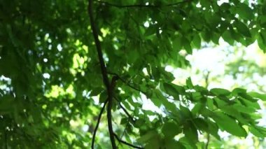 Ağaç yaprakları bahçeye yakın duruyor.