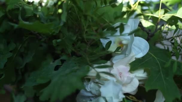 Fleurs Blanches Sur Vert — Video