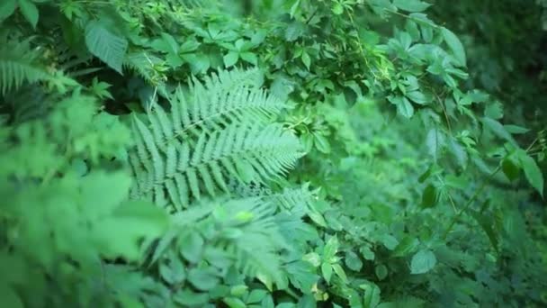 Les Buissons Développent Dans Vent — Video