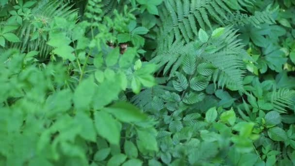 Bushes Develop Wind — Stock Video