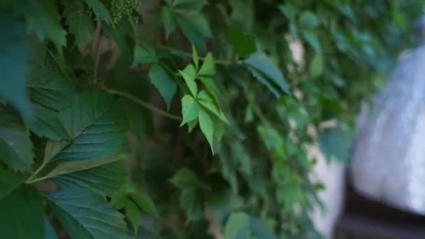 古い壁に緑の葉 — ストック動画