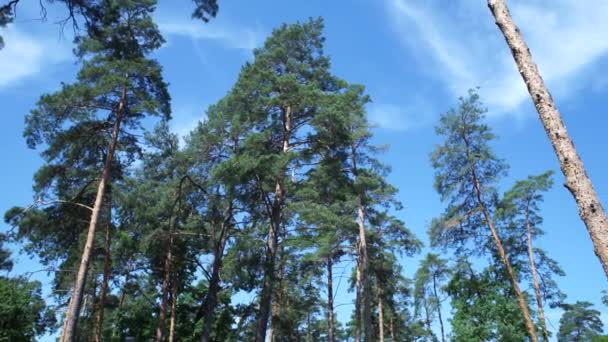 空に対する松林 — ストック動画