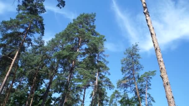 Bosque Pinos Contra Cielo — Vídeos de Stock