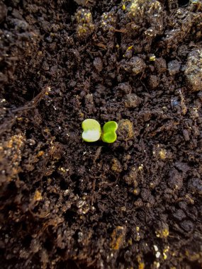 Topraktan gelen tomurcuklar.