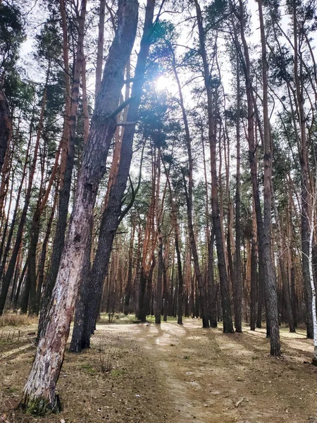 Bosque Pinos Día Soleado — Foto de Stock