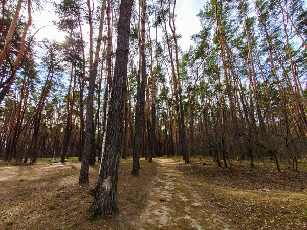 Bosque Pinos Día Soleado — Foto de Stock