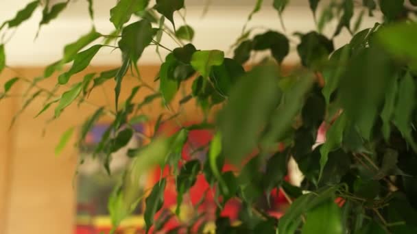 Комнатные Растения Разноцветные Комнате — стоковое видео