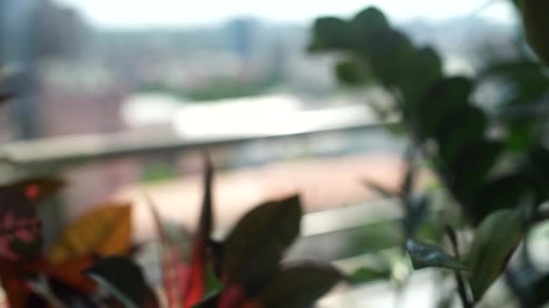 Квіти Балконі — стокове відео