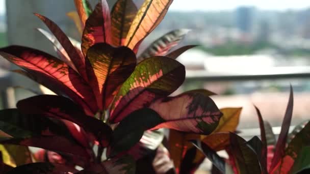 Fleurs Sur Balcon — Video