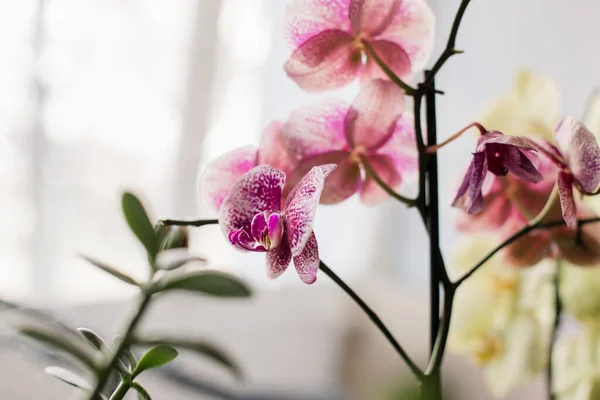 Pencere Pervazında Pembe Orkide — Stok fotoğraf