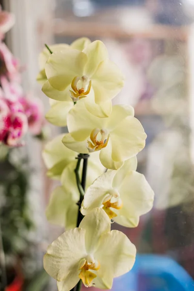 Yellow Orchid Windowsill — Stock Photo, Image