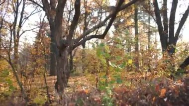 Sonbaharda ağaçlarla park et.