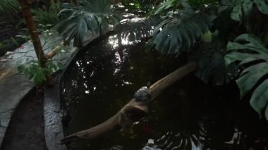 Göldeki kaplumbağa.