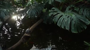 Seradaki palmiyeler ve ağaçlar