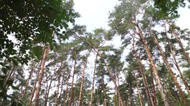 çam ormanı içinde yaz