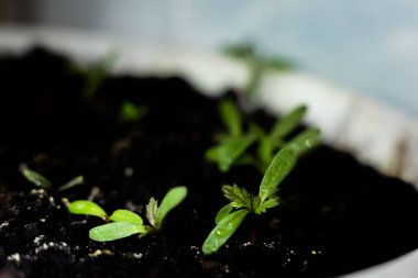 Toprakta çiçek filizleniyor.