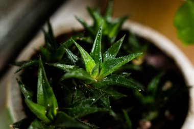 Tencerede kaktüs gibi bir çiçek