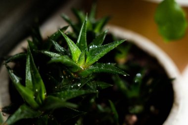 Tencerede kaktüs gibi bir çiçek