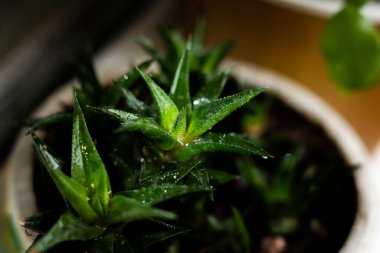 Tencerede kaktüs gibi bir çiçek