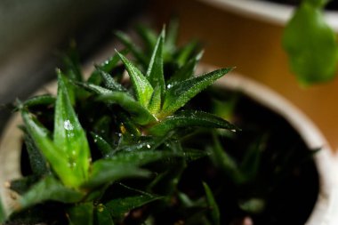 Tencerede kaktüs gibi bir çiçek