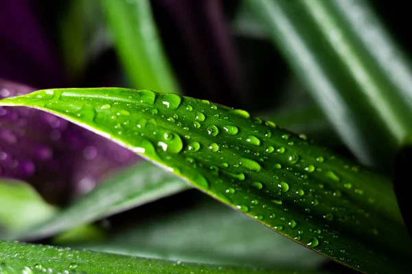 Hojas Flores Con Gotas Agua —  Fotos de Stock