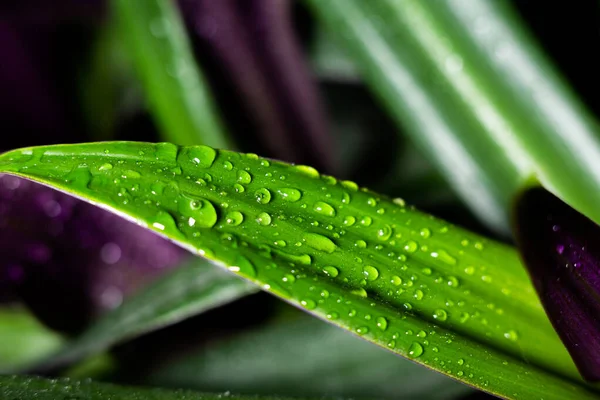 Hojas Flores Con Gotas Agua —  Fotos de Stock